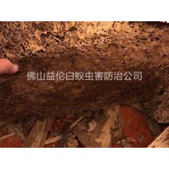 禅城南庄挖出白蚁巢